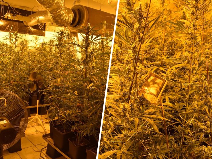 Die Polizei stellte rund 670 Cannabis-Pflanzen in der Wohnung sicher. Die Polizei stellte rund 670 Cannabis-Pflanzen in der Wohnung sicher.