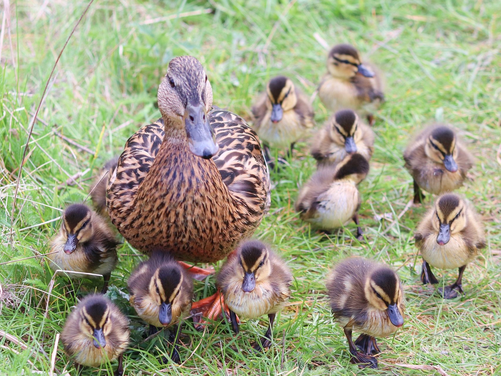 Die Küken müssen 1,5 Meter in die Tiefe springen.