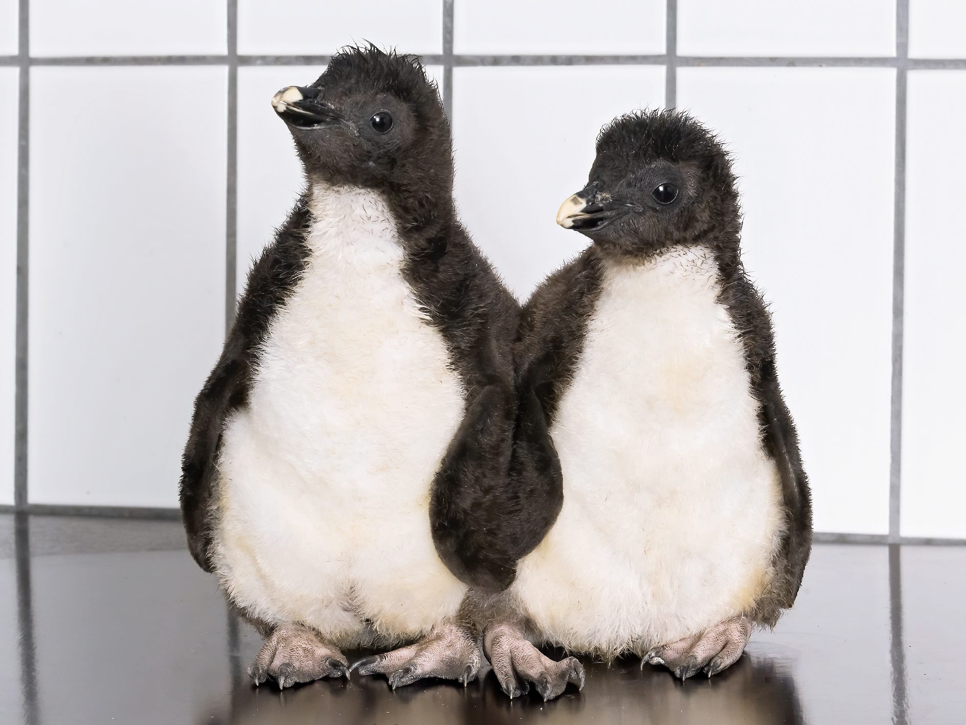 In Schönbrunn wimmelt es derzeit nur so vor Felsenpinguin-Babys