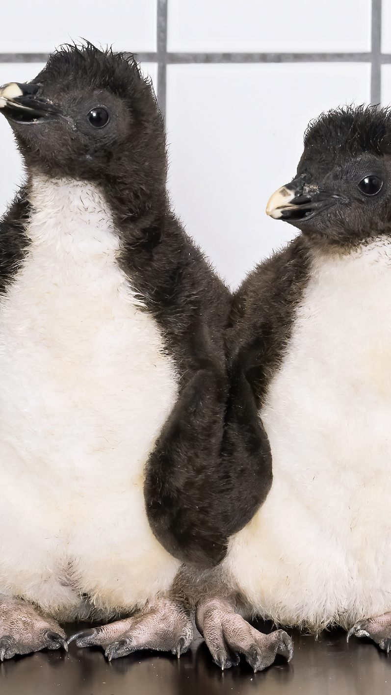 In Schönbrunn wimmelt es derzeit nur so vor Felsenpinguin-Babys
