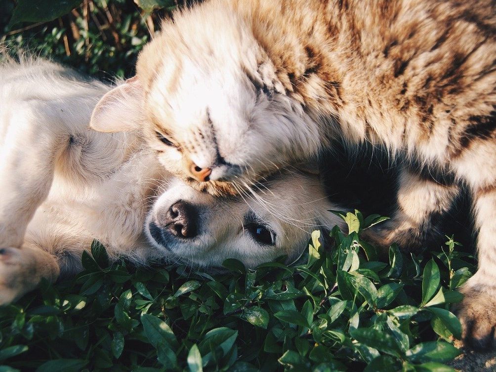 Umfrage: Haben Sie die Coronakrise genutzt, um ein Haustier zu adoptieren? Umfrage: Haben Sie die Coronakrise genutzt, um ein Haustier zu adoptieren?