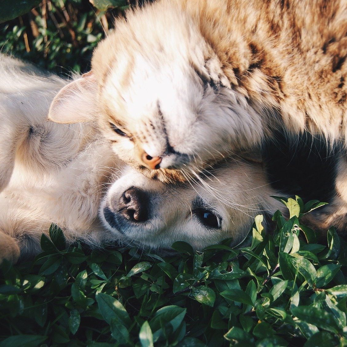 Hunde, Katzen & Co. warten im Tierschutzhaus Vösendorf auf ein neues Zuhause.