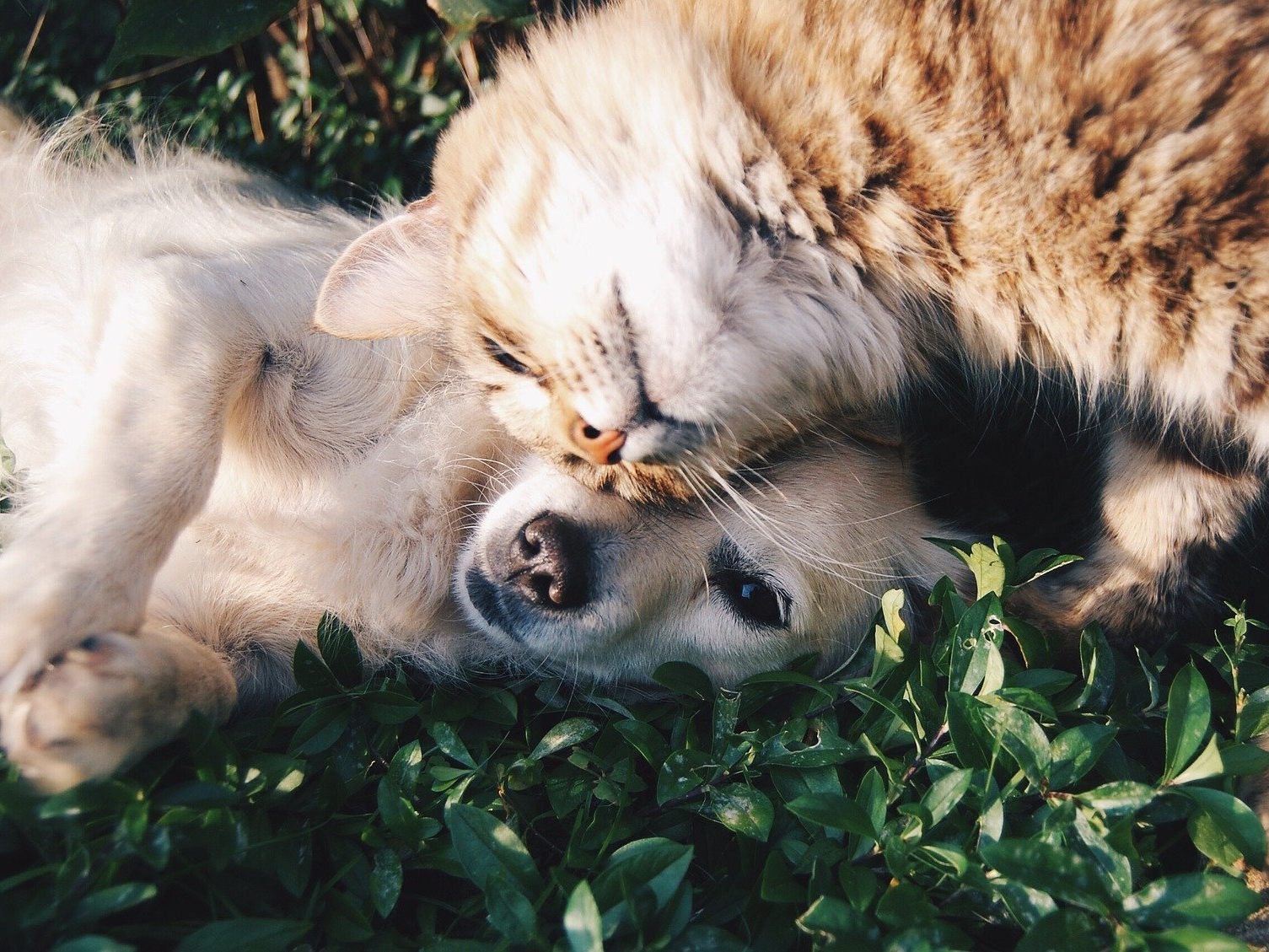 Hunde, Katzen & Co. warten im Tierschutzhaus Vösendorf auf ein neues Zuhause. Hunde, Katzen & Co. warten im Tierschutzhaus Vösendorf auf ein neues Zuhause.