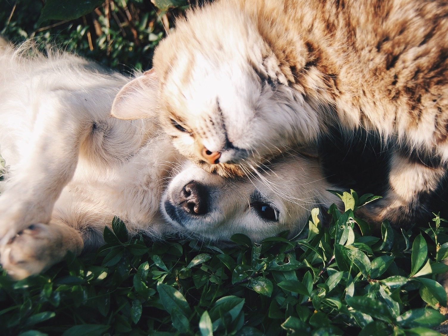 Hunde, Katzen & Co. warten im Tierschutzhaus Vösendorf auf ein neues Zuhause.