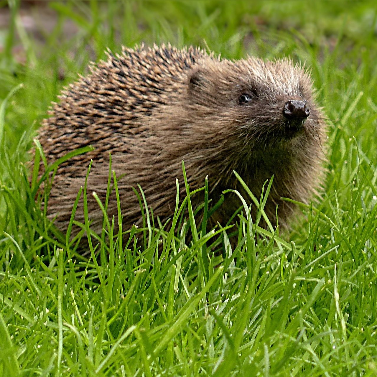 Igel sind besonders gefährdet, da sie sich bei Gefahr zusammenrollen.