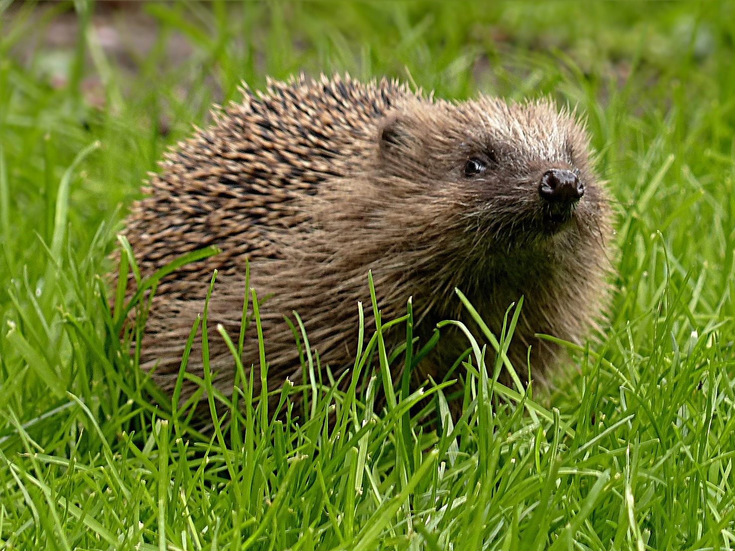 Igel sind besonders gefährdet, da sie sich bei Gefahr zusammenrollen.