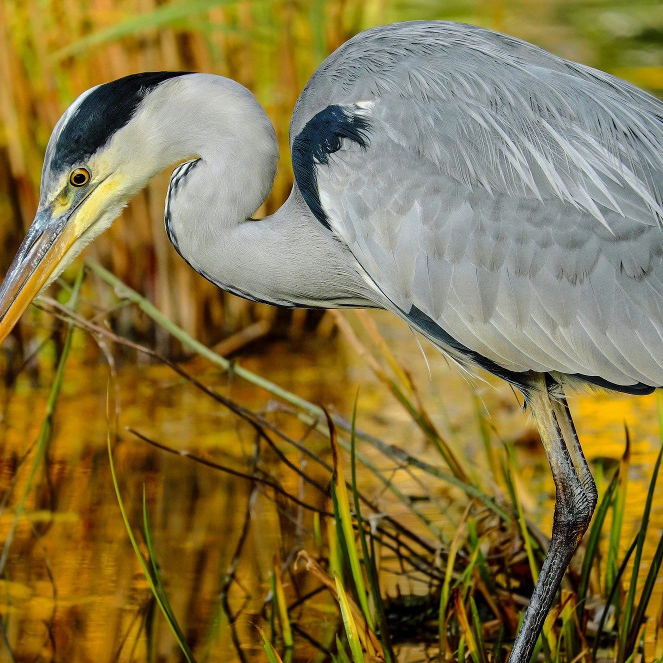 Einem angeschossenen Graureiher in Lanzendorf konnte nicht mehr geholfen werden