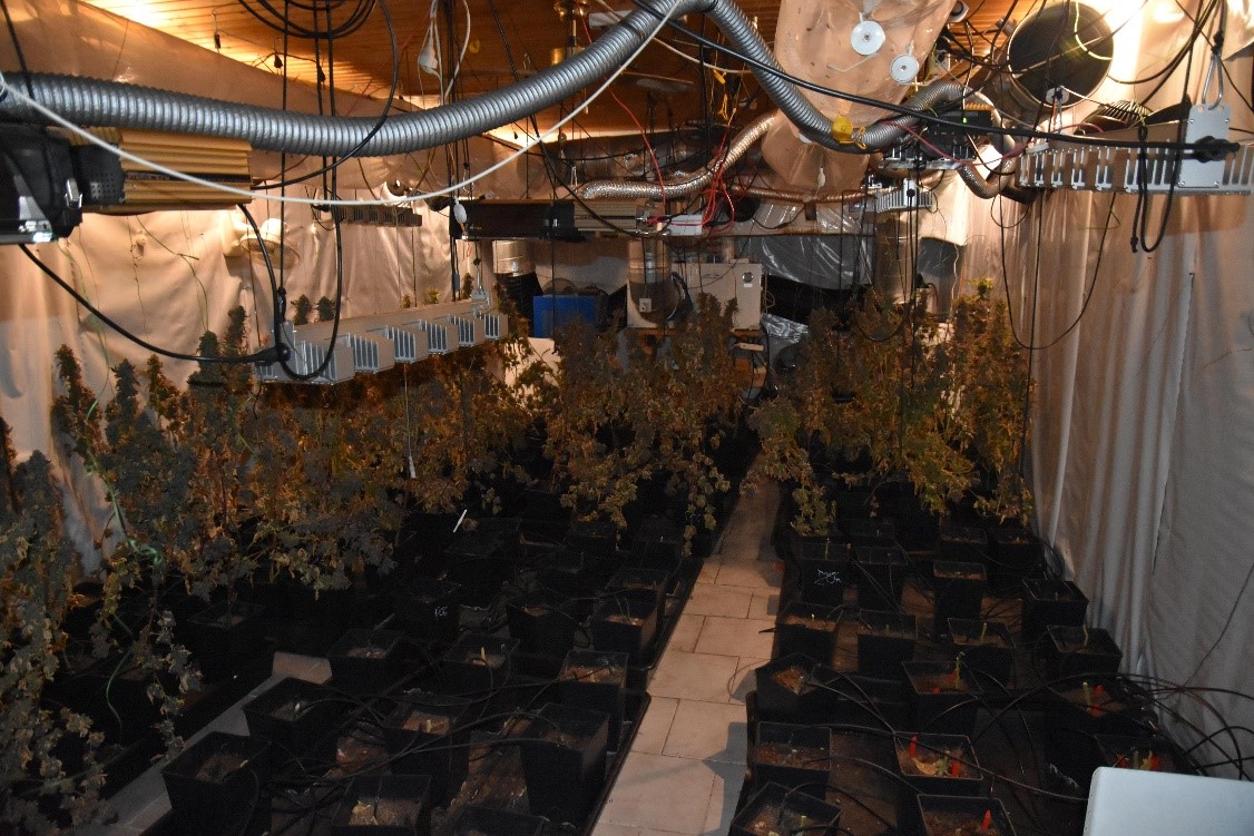 120 Cannabispflanzen wurden beschlagnahmt. 120 Cannabispflanzen wurden beschlagnahmt.