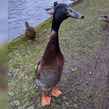 Bei Enterich "Long Boi" ist der Name Programm.