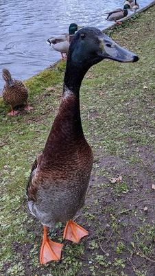 Bei Enterich "Long Boi" ist der Name Programm.