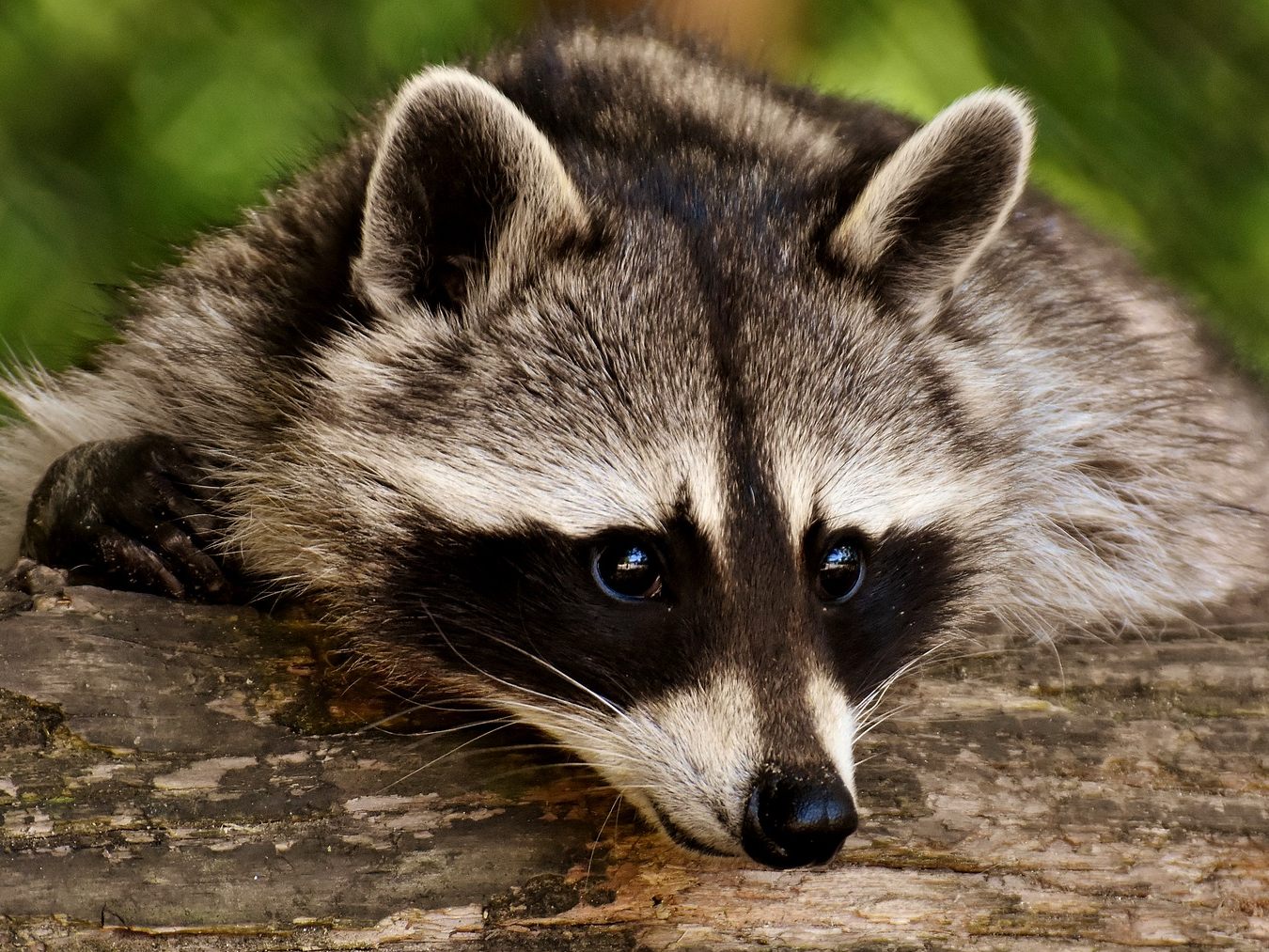 Der freche Waschbär bedient sich hemmungslos im Kühlschrank.