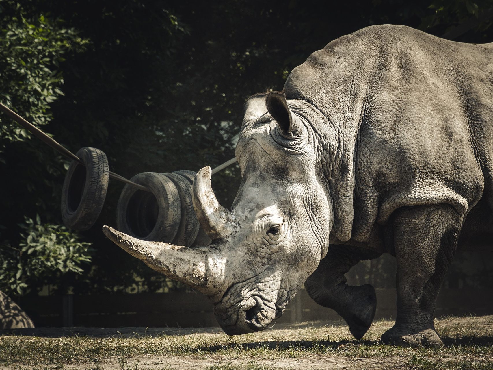 Dieses Nashorn haut einfach mal gern in die Tasten.