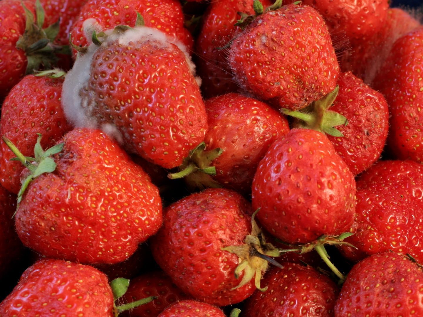Bei Erdbeeren reicht es etwa nicht, die betroffenen Stellen einfach wegzuschneiden.