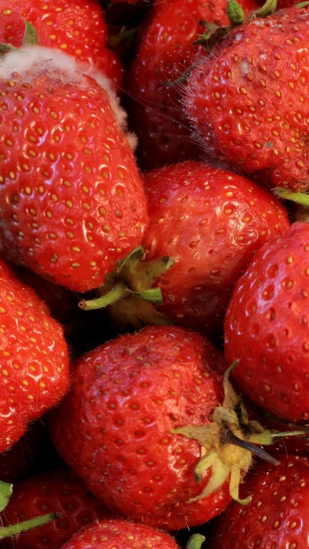 Bei Erdbeeren reicht es etwa nicht, die betroffenen Stellen einfach wegzuschneiden.
