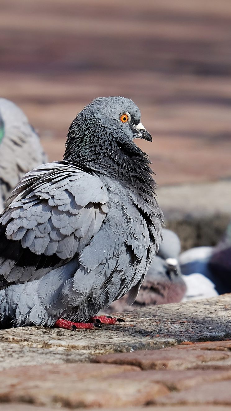 Die Tauben sollten auf keinen Fall gefüttert werden.