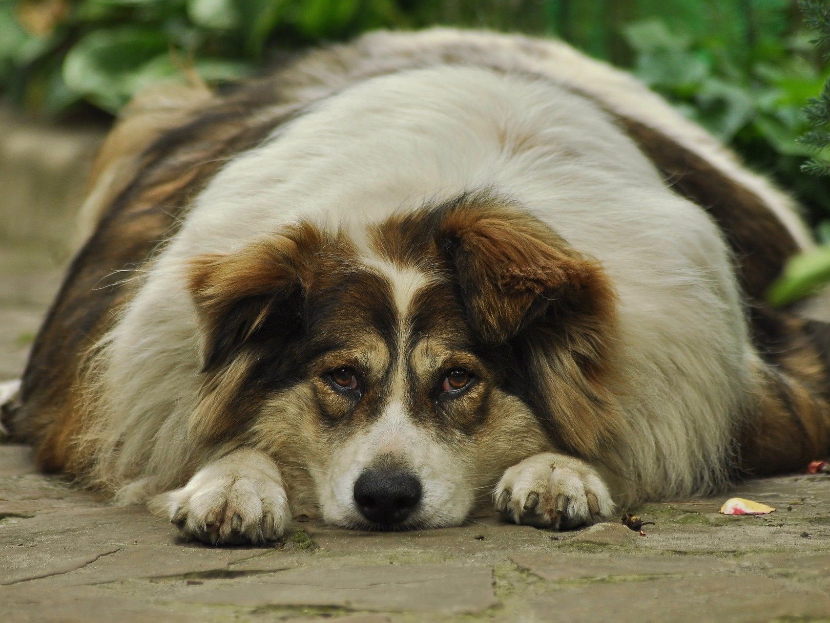 Immer mehr Hunde und Katzen haben zu viele Kilos auf den Rippen.