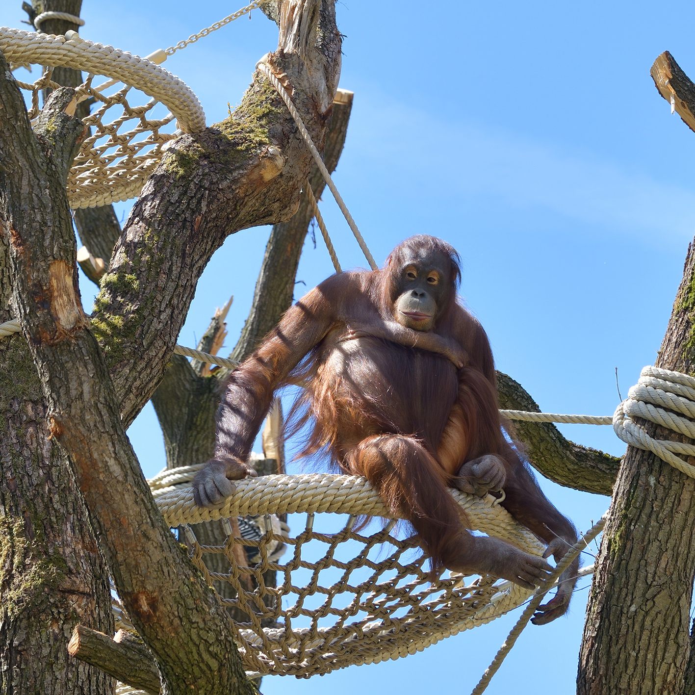 Ein Orang-Utan im Tiergarten Schönbrunn.