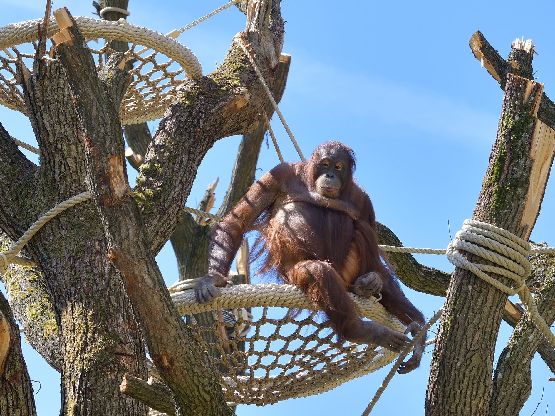 Ein Orang-Utan im Tiergarten Schönbrunn.