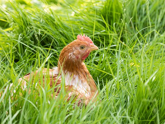 Ländle Wiesenhuhn | © Weissengruber & Partner