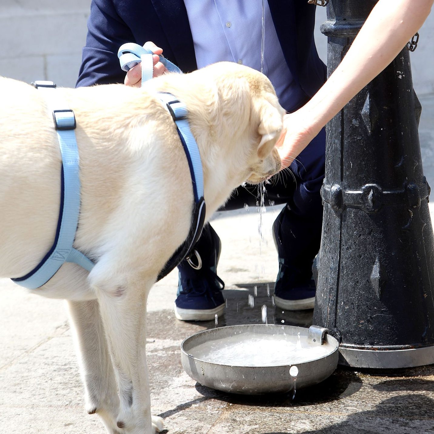 Auch Vierbeiner finden an den zahlreichen Trinkbrunnen in Wien Abkühlung.