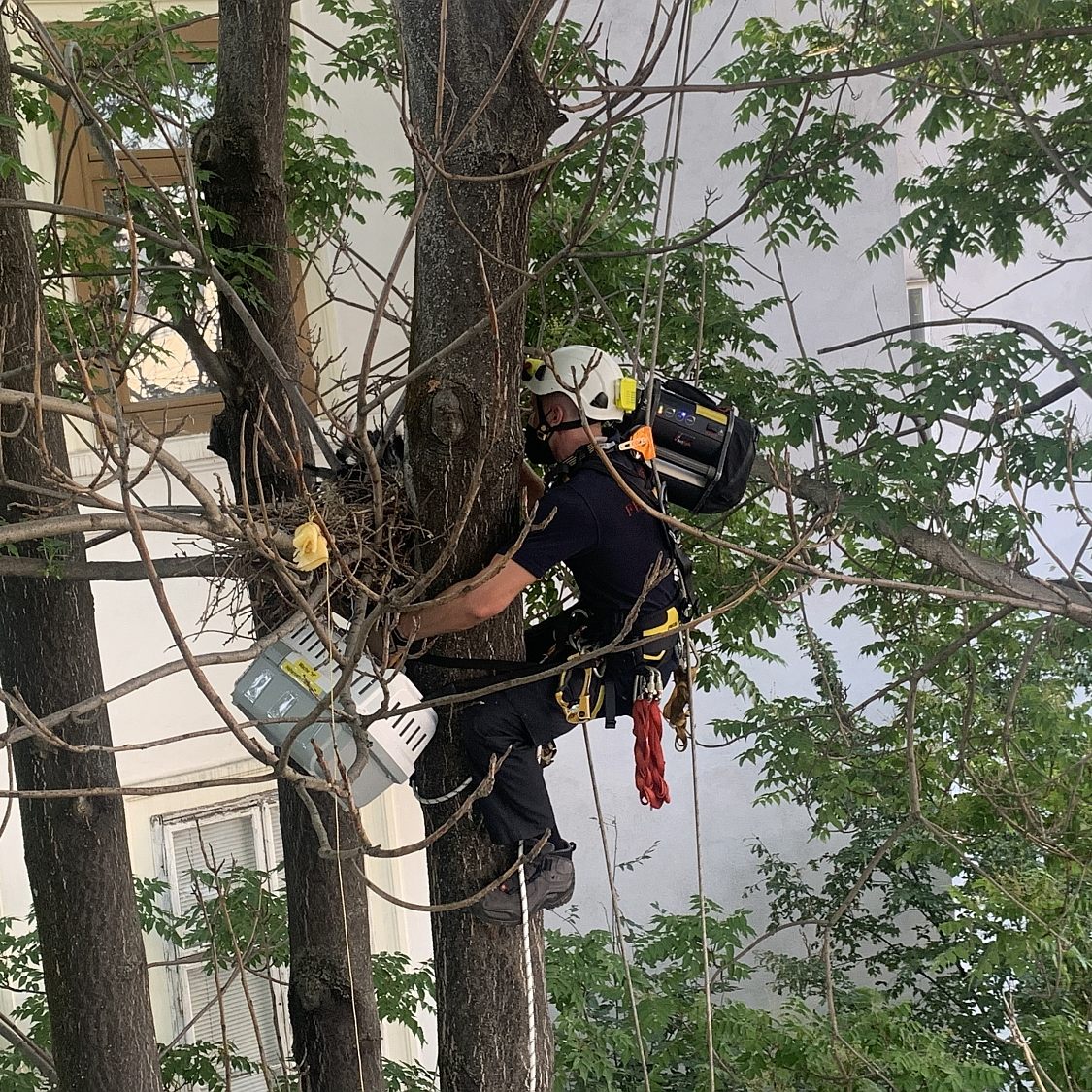 Höhenretter der Wiener Berufsfeuerwehr holten das Krähenküken sicher aus seiner Zwangslage