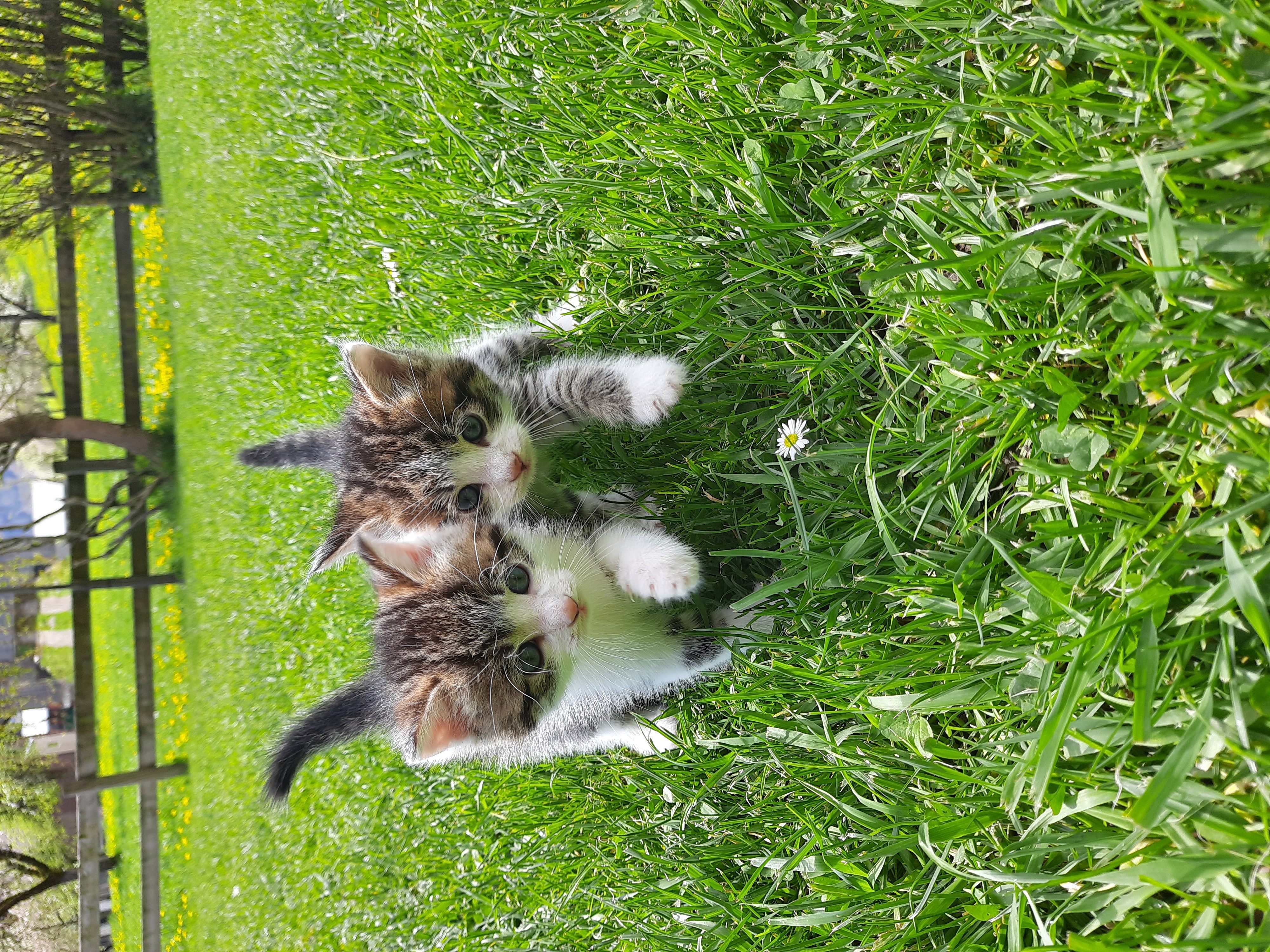 Harry und Lilli