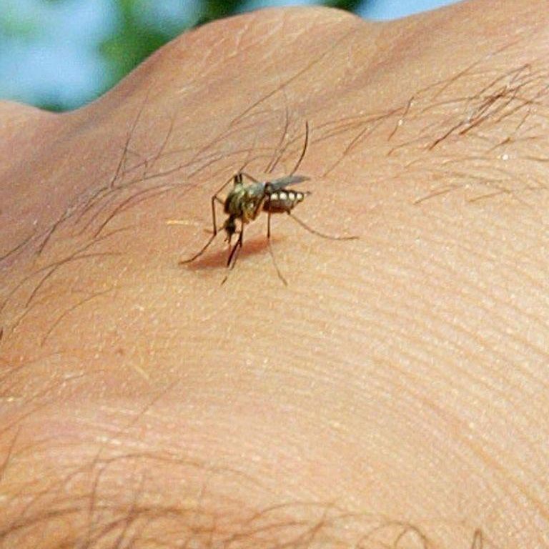 Die Gelsen-Saison verzögert sich 2021.