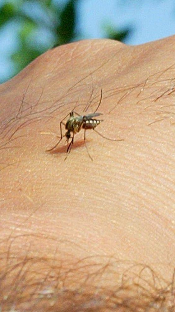 Die Gelsen-Saison verzögert sich 2021.