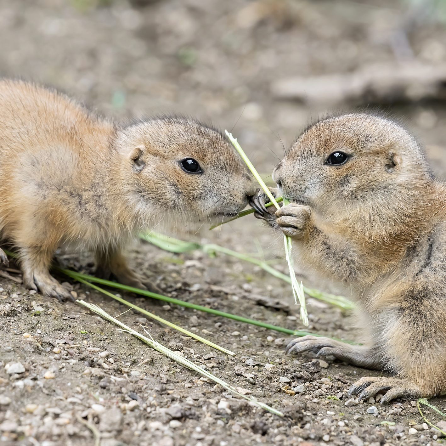 Bei den Präriehunden im Tiergarten Schönbunn gab es vielfachen Nachwuchs