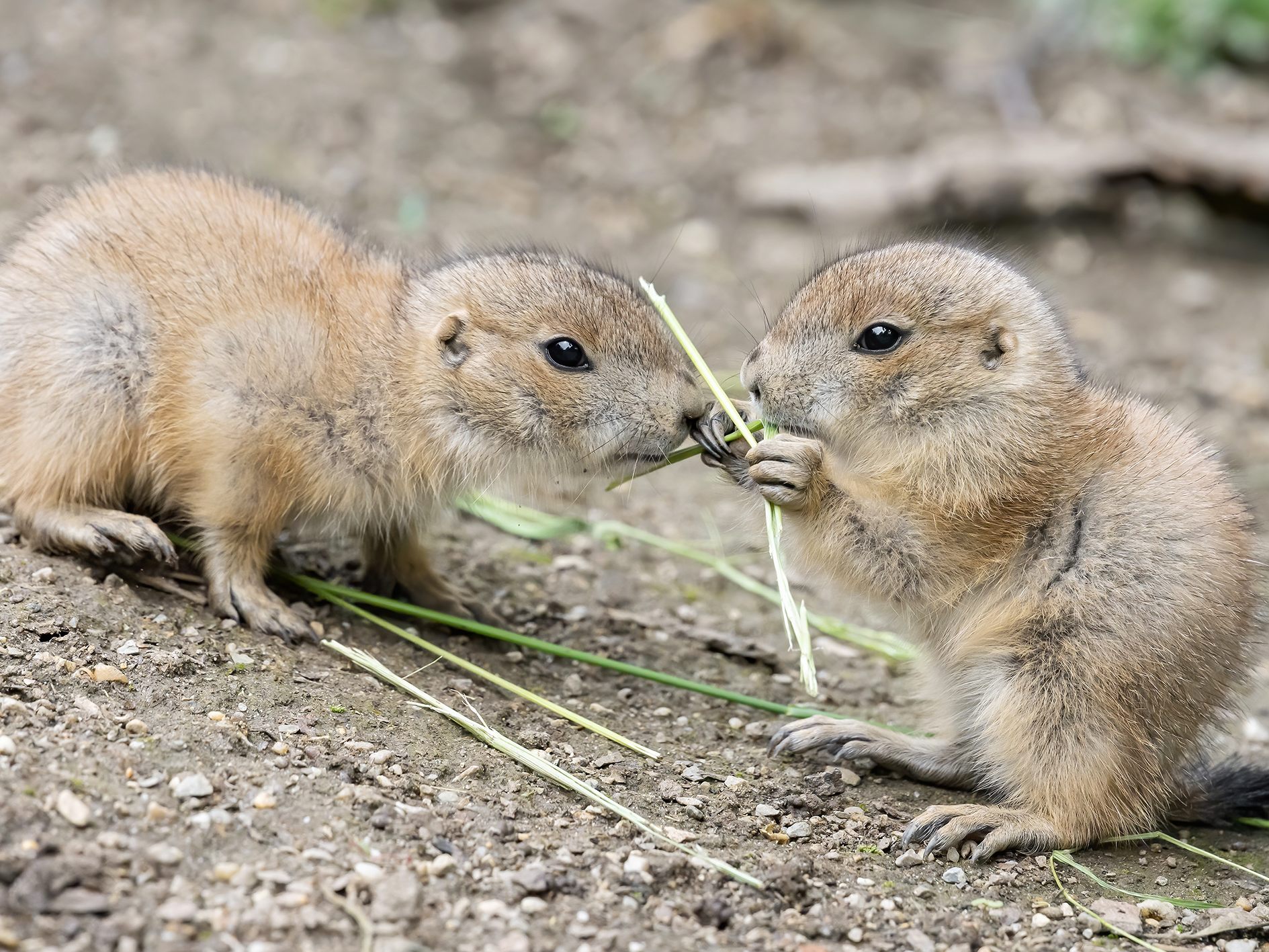 Bei den Präriehunden im Tiergarten Schönbunn gab es vielfachen Nachwuchs Bei den Präriehunden im Tiergarten Schönbunn gab es vielfachen Nachwuchs