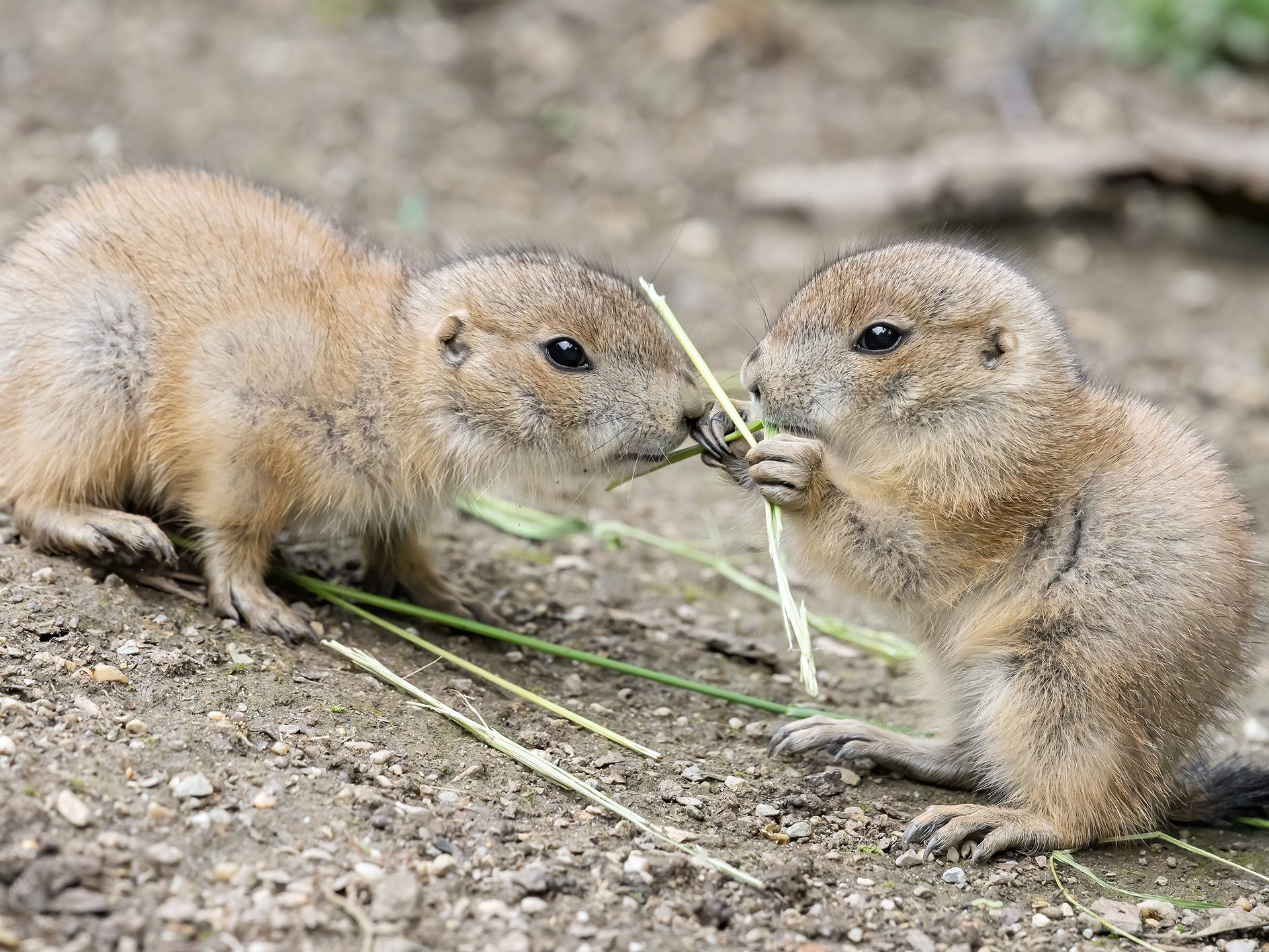 Bei den Präriehunden im Tiergarten Schönbunn gab es vielfachen Nachwuchs