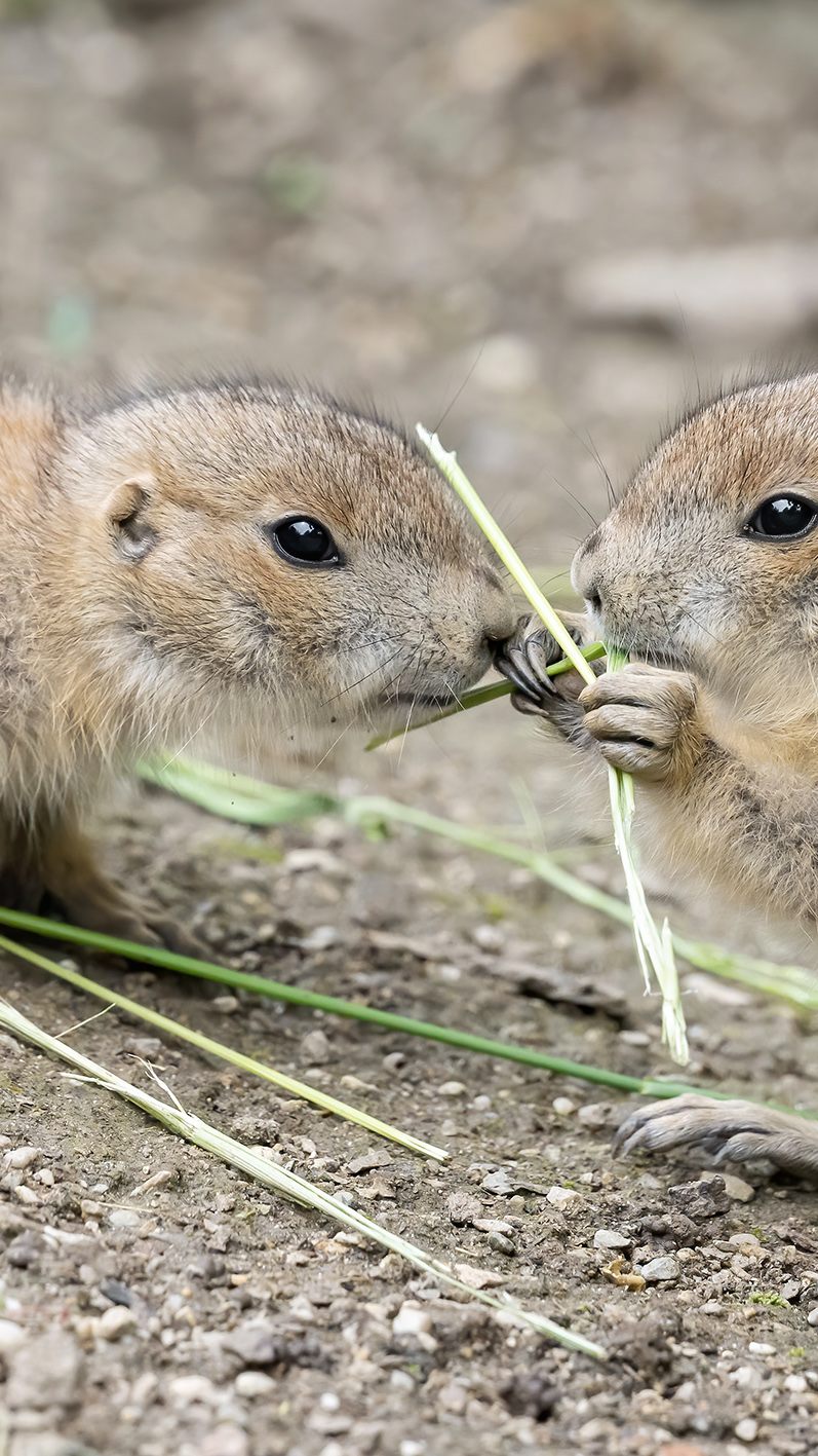 Bei den Präriehunden im Tiergarten Schönbunn gab es vielfachen Nachwuchs