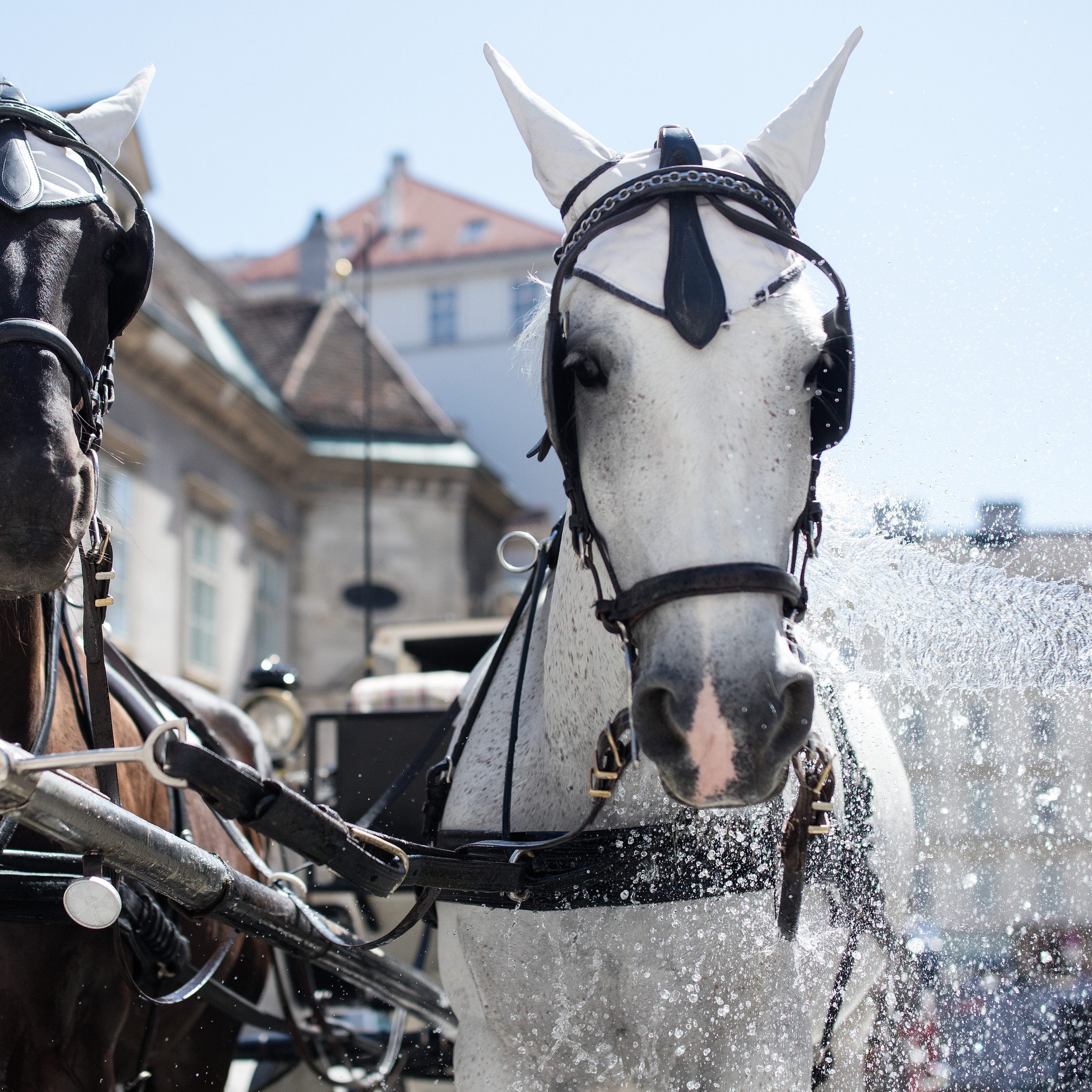 Dass die Fiaker-Pferde bei schweißtreibenden Temperaturen schuften müssen, ist Tierschützern und Co. seit Jahren ein Dorn im Auge