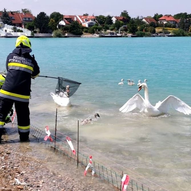 Der kleine Schwan hatte sich in einem Zaun in der Nähe des Ufers verfangen.