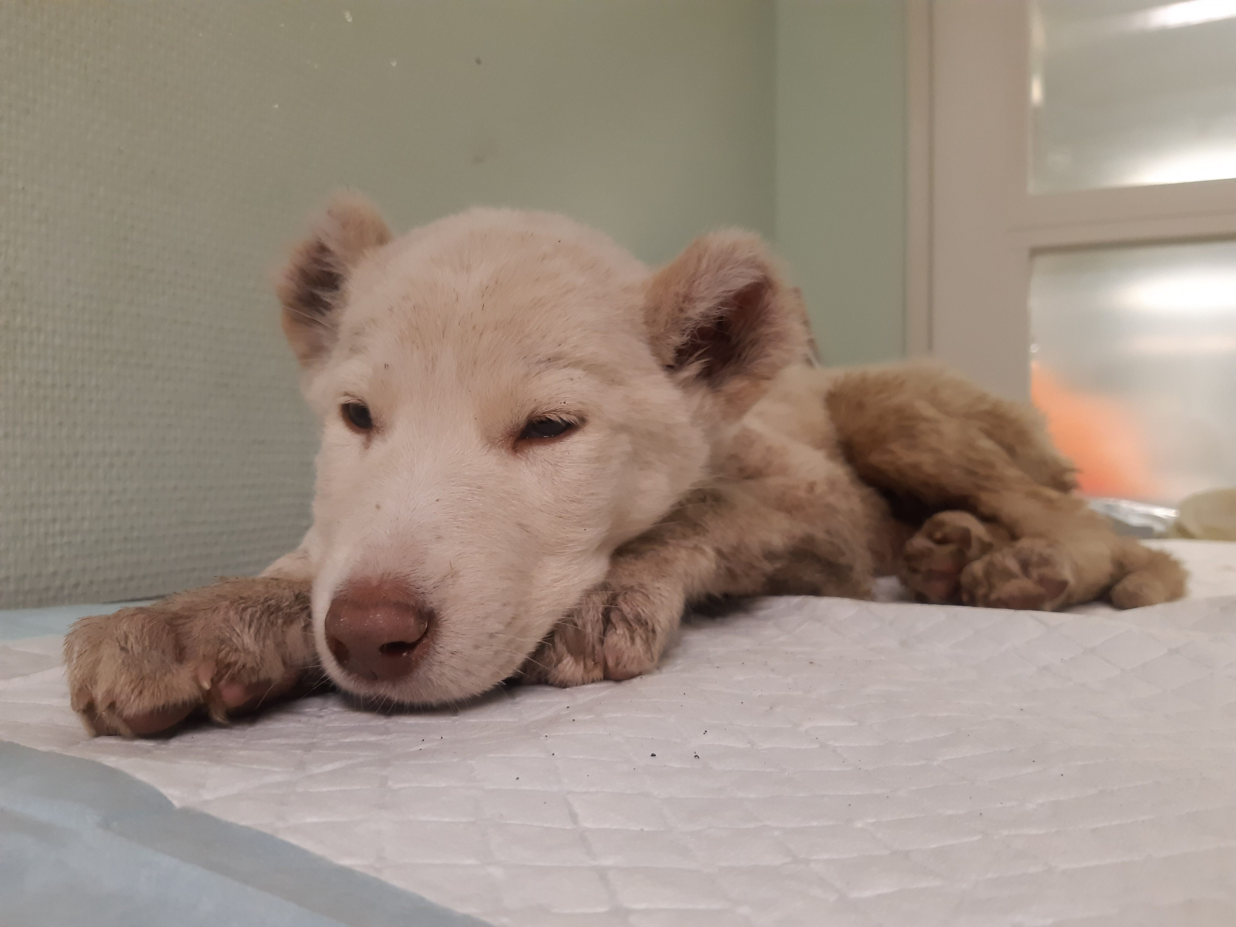 Unter anderem wurden sieben Hundewelpen innerhalb einer Woche in Wien ausgesetzt.