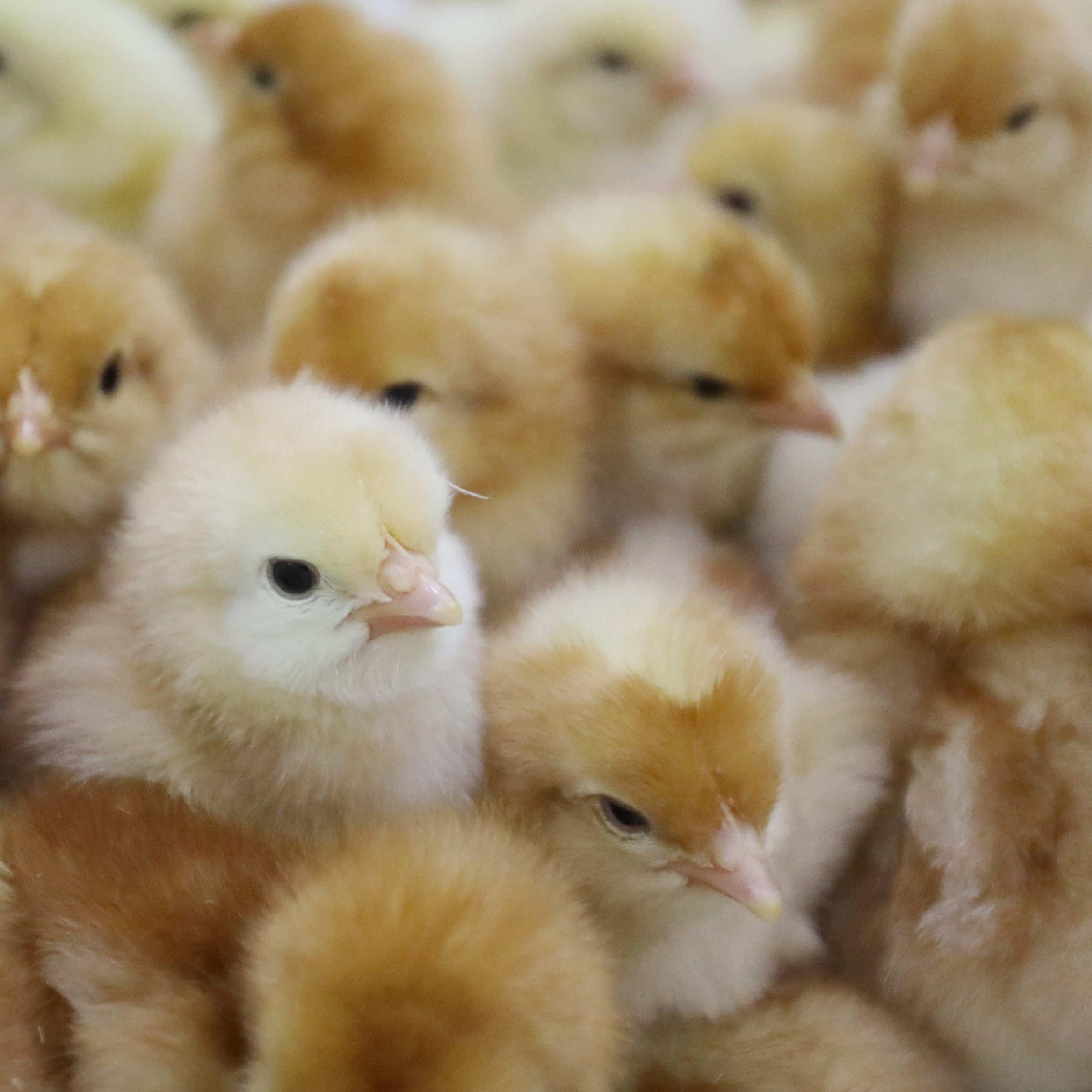 Der SPÖ-Tierschutzsprecher äußerte sich unter anderem zu Küken.