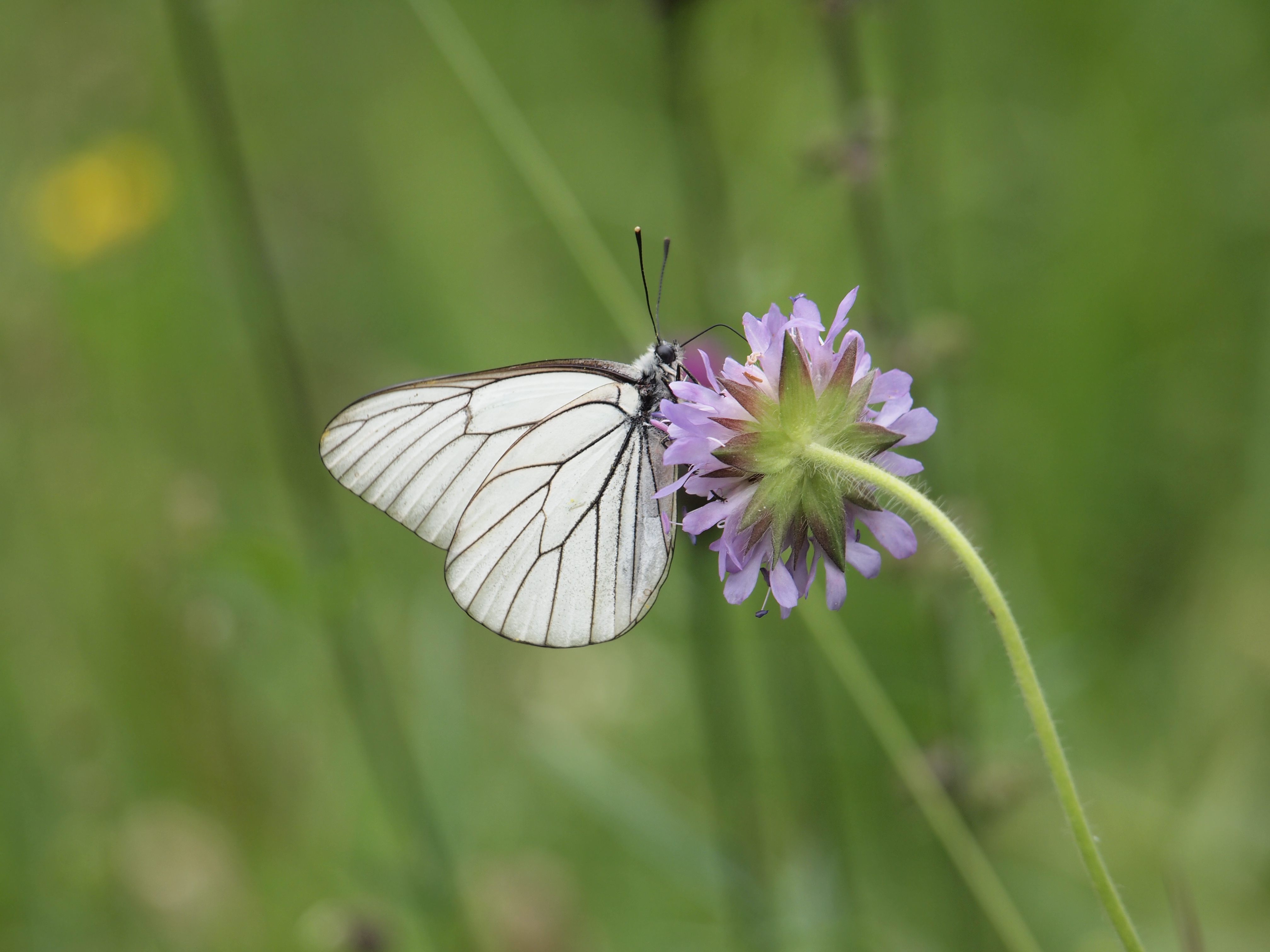 Exkursion ins Reich der Insekten