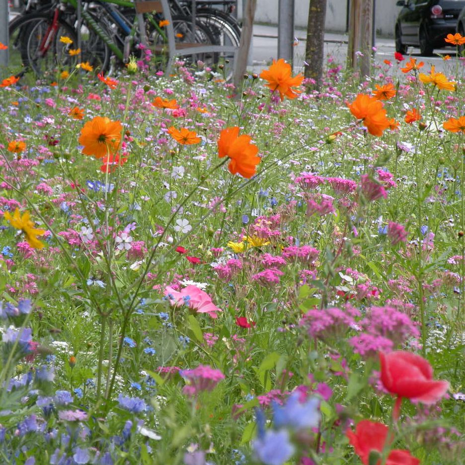 Es muss nicht immer der korrekt geschnittene Rasen sein.