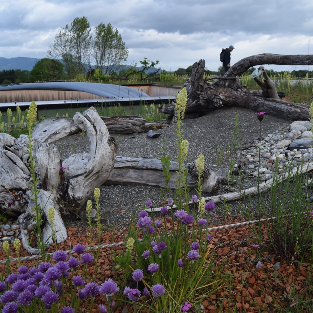 Sogar Dachflächen bringt man einfach zum Erblühen.