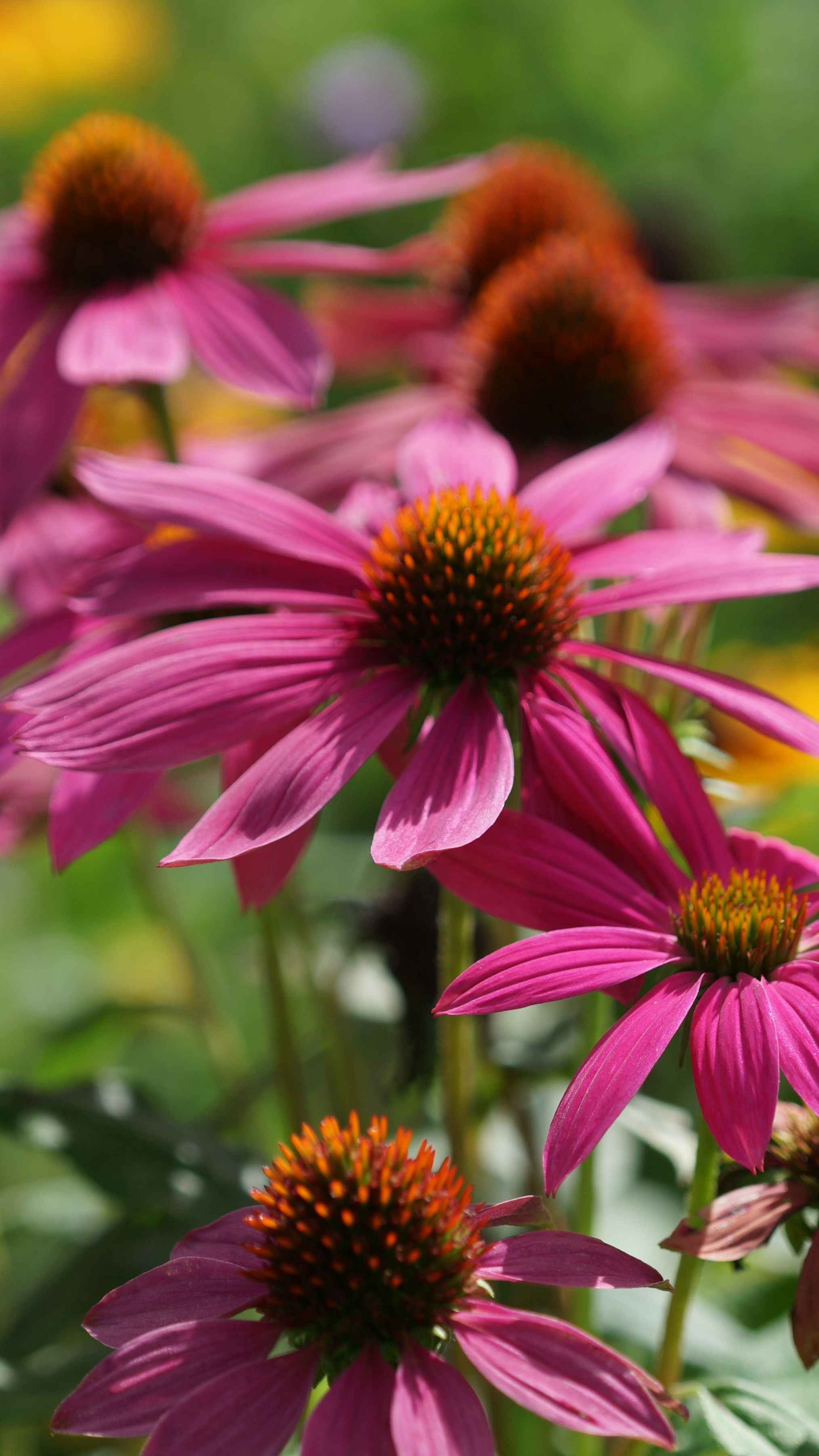 Blühende Sommertopfpflanzen verbessern rasch das Gesamtbild des Gartens.