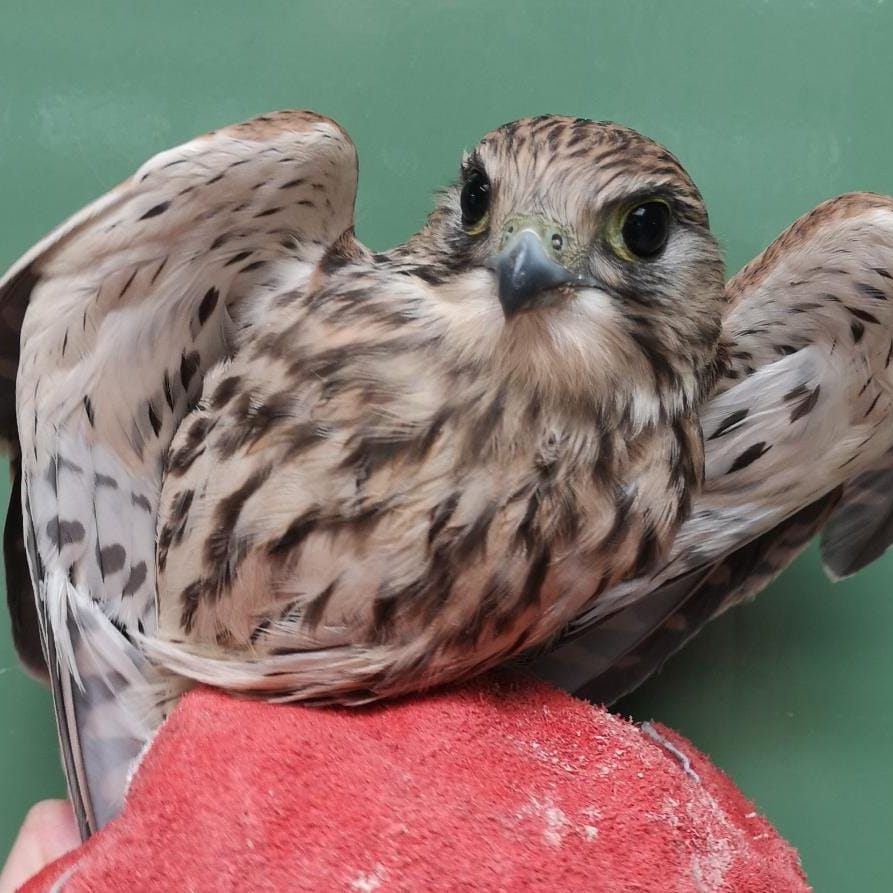 Turmfalke "Falco" wird derzeit im Tierschutz Austria gesund gepflegt.