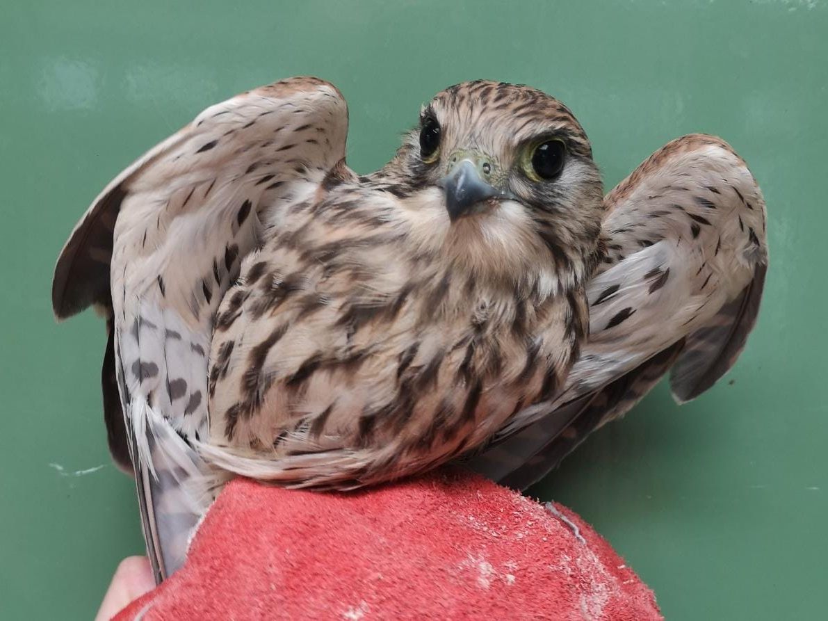 Turmfalke "Falco" wird derzeit im Tierschutz Austria gesund gepflegt. Turmfalke "Falco" wird derzeit im Tierschutz Austria gesund gepflegt.
