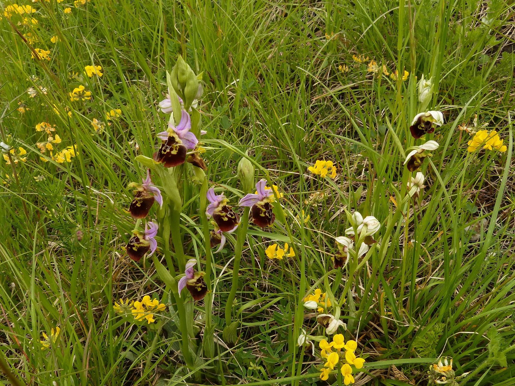 Hummel Ragwurz am Ehbachdamm