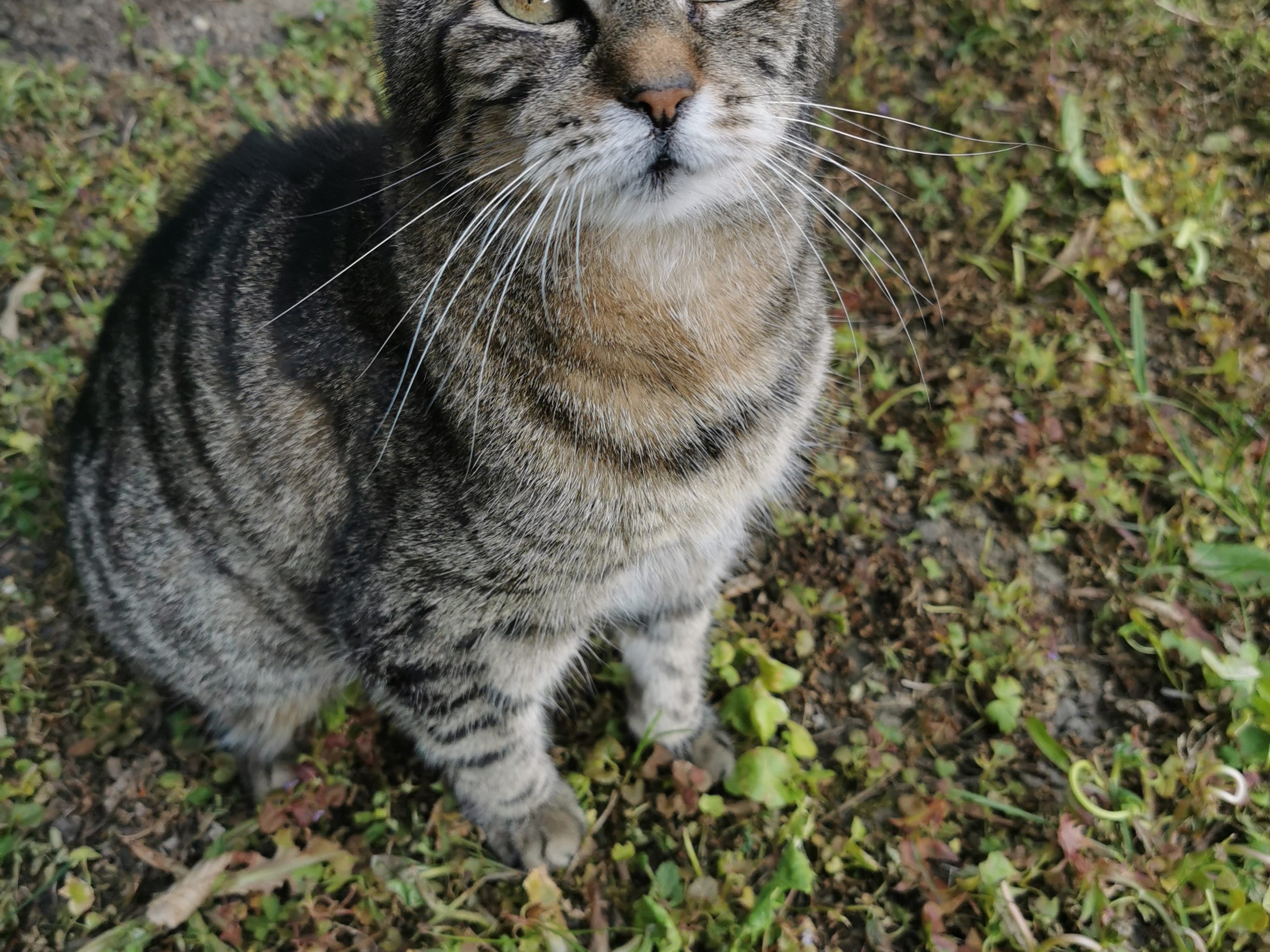 Garfield
