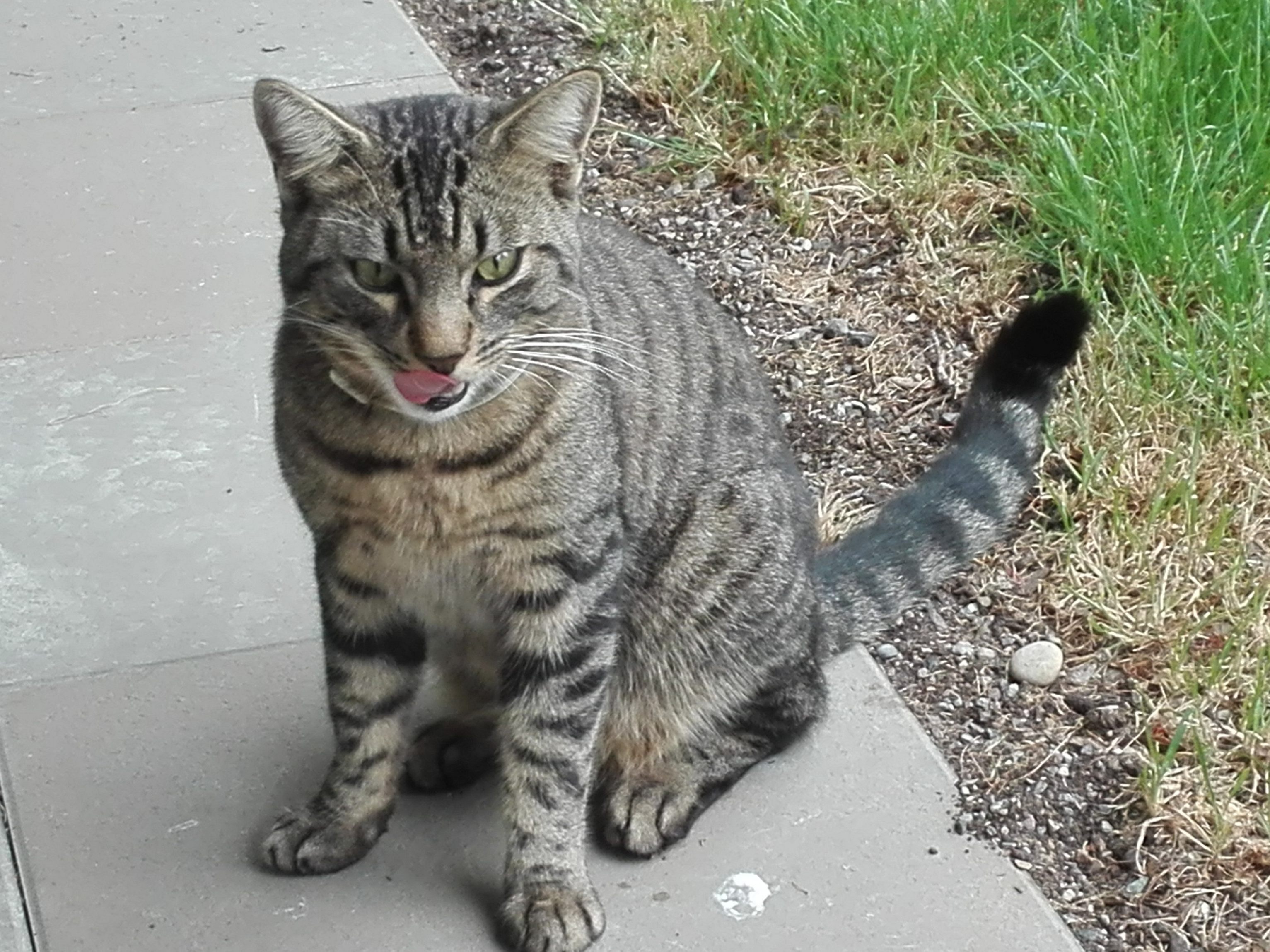 Katze in Bregenz zugelaufen