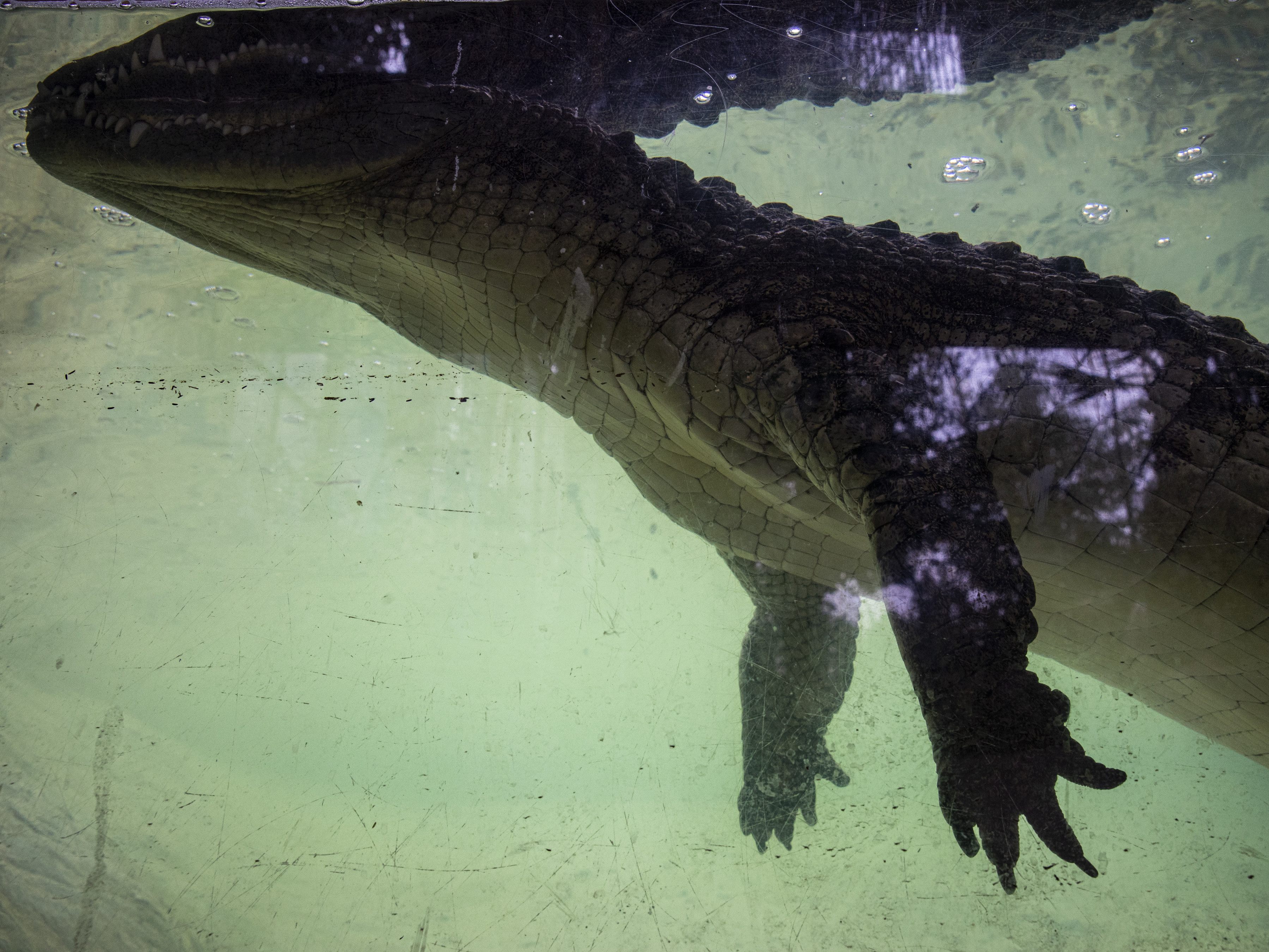 Wally ist kein gewöhnliches Haustier.