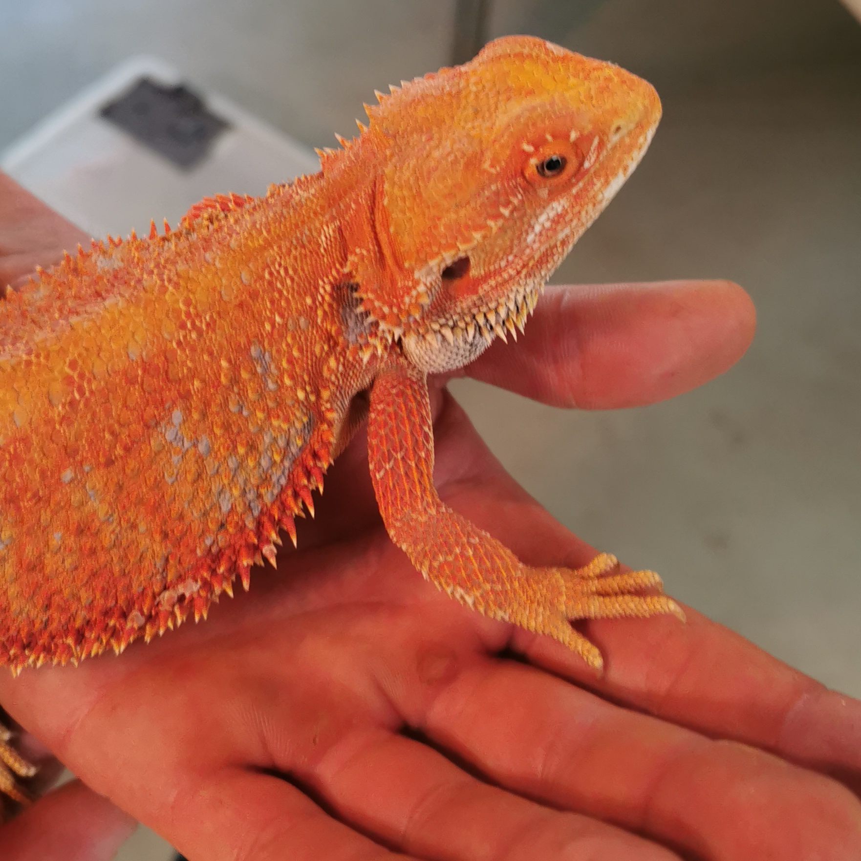 Bartagame Paul wurde in Wien-Liesing in einem Gebüsch entdeckt und erholt sich nun im Tierschutzhaus Vösendorf