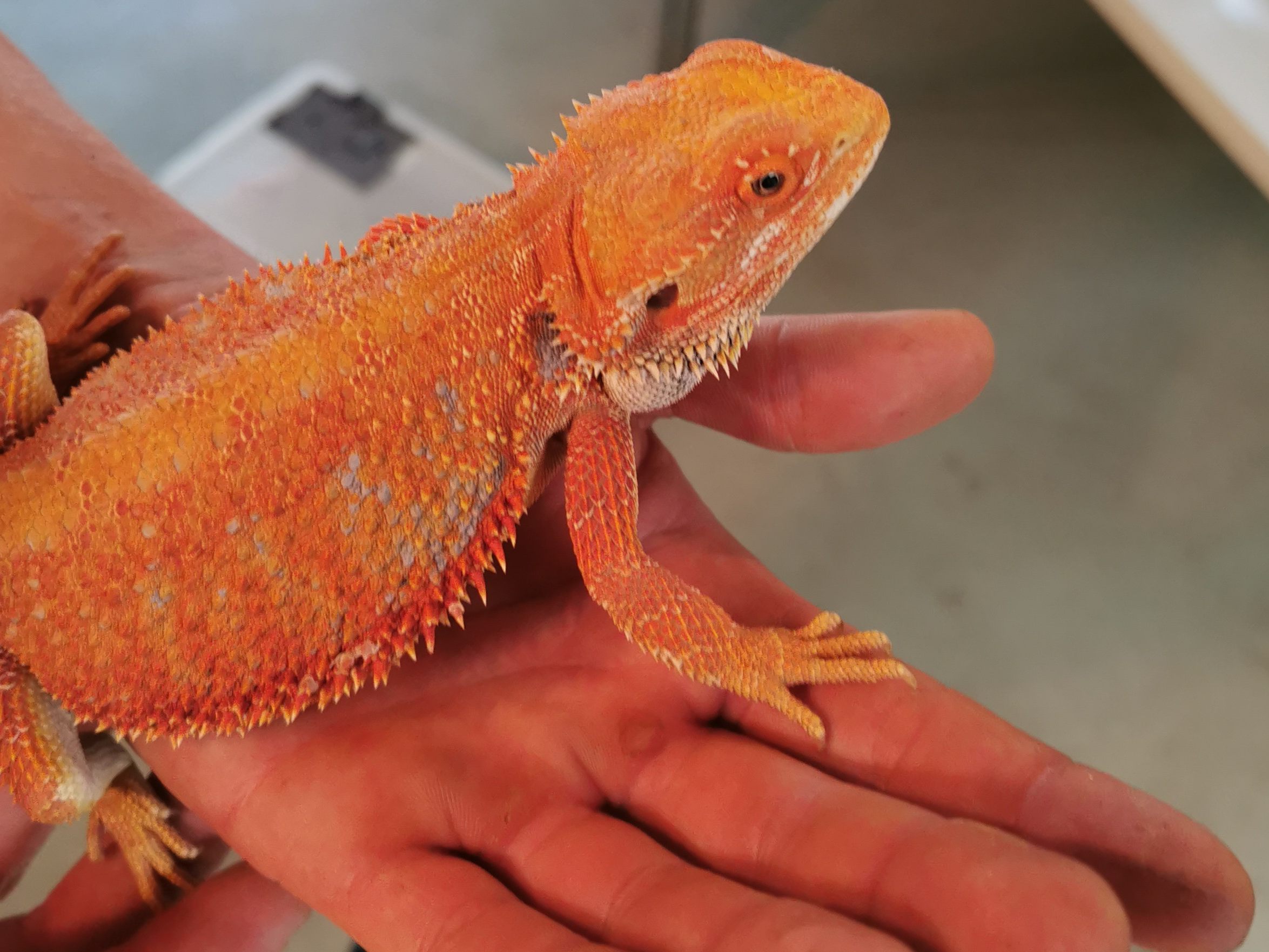 Bartagame Paul wurde in Wien-Liesing in einem Gebüsch entdeckt und erholt sich nun im Tierschutzhaus Vösendorf Bartagame Paul wurde in Wien-Liesing in einem Gebüsch entdeckt und erholt sich nun im Tierschutzhaus Vösendorf