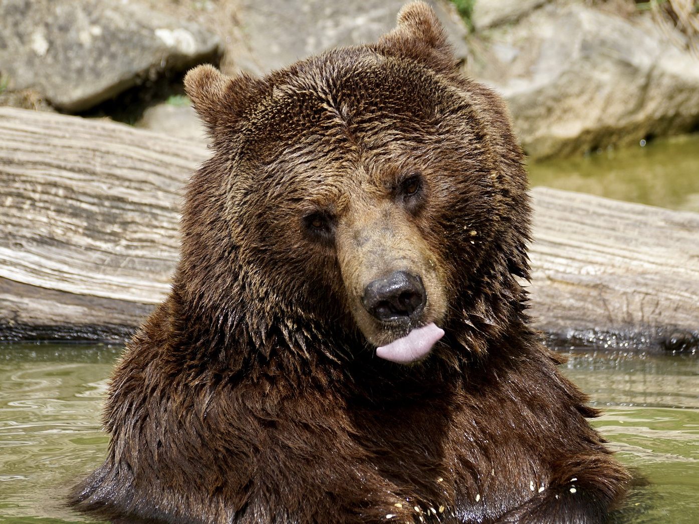 Die Bären-Familie sucht Abkühlung im Wasser.