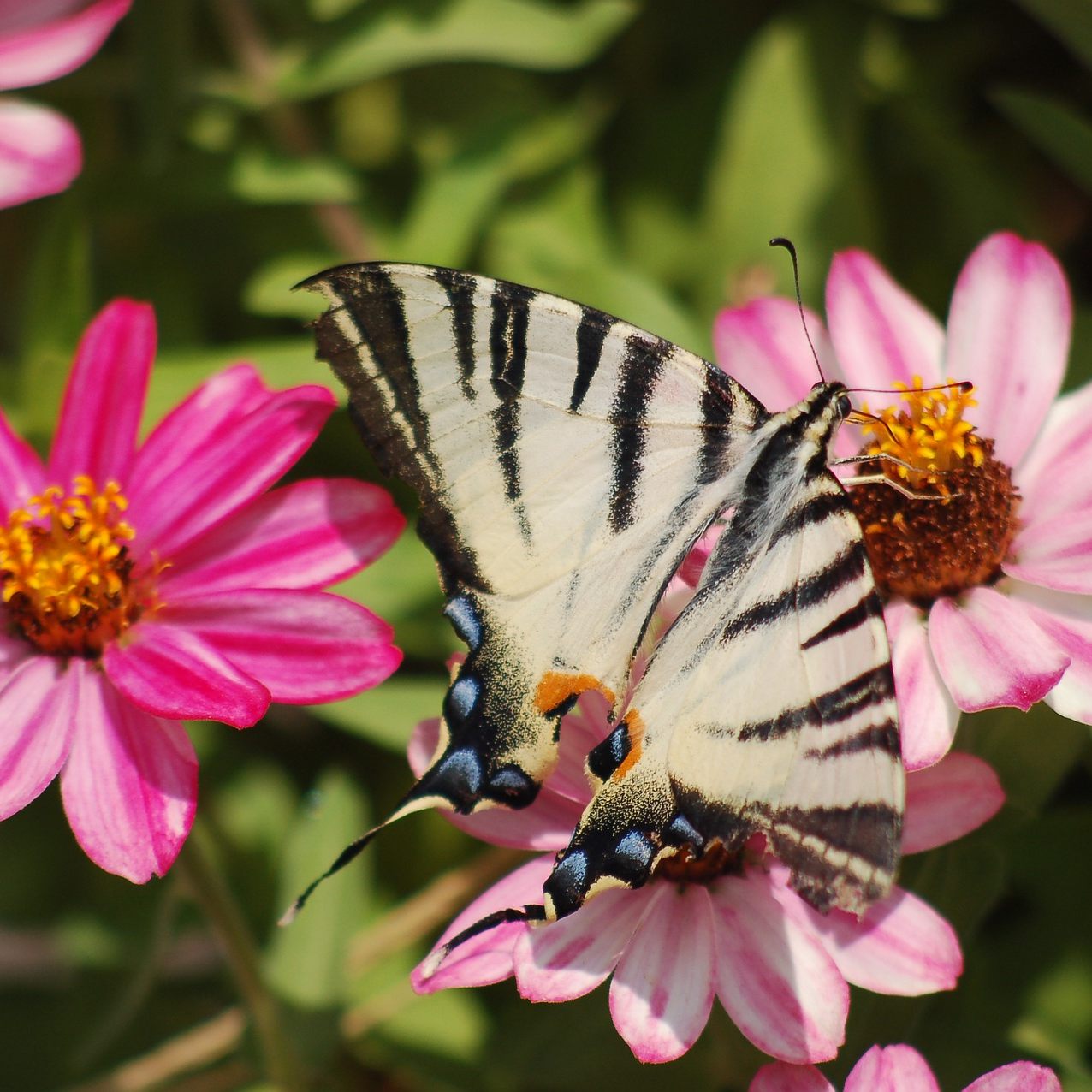 Traurige Zeiten für Schmetterlinge: Die Hälfte aller heimischen Arten ist bedroht, der Segelfalter (Bild) wird in Österreich immer seltener